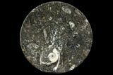 Lot: -/ Round Plates With Goniatite Fossils - Pieces #108059-2